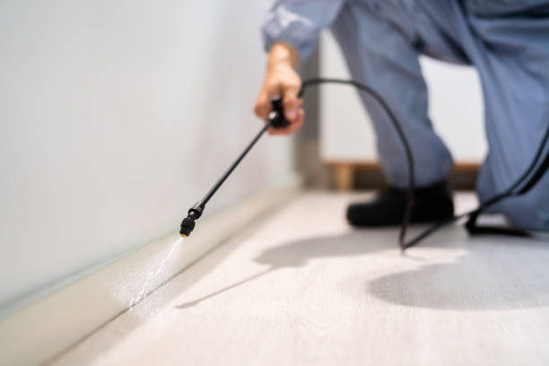 Certified termite inspector examining foundation in Louisville